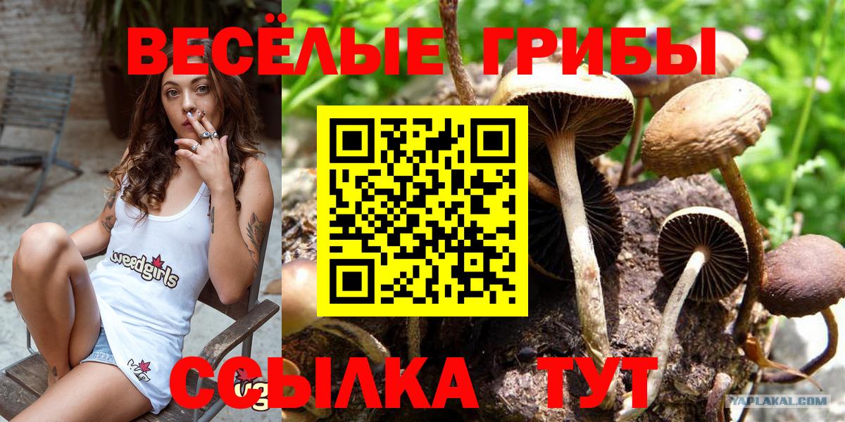 Псилоцибиновые грибы мицелий  Вход с VPN  Кандалакша  Псилоцибиновые грибы мицелий 